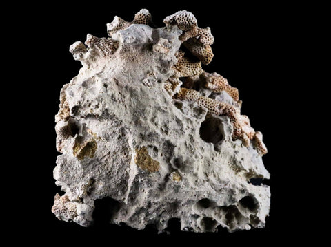 XL 3.9" Thamnopora SP Coral Fossil Coral Reef Devonian Age Verde Valley, Arizona - Fossil Age Minerals