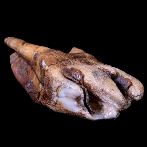 3.9" Woolly Rhinoceros Fossil Rooted Tooth Pleistocene Age Megafauna Russia COA - Fossil Age Minerals