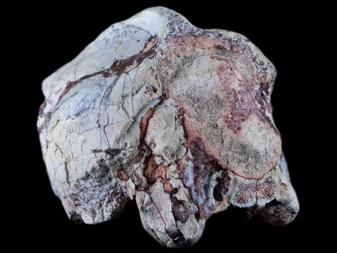 2.7" Leptauchenia Decora Oreodont Fossil Bone Skull Cap Miocene Age Badlands SD - Fossil Age Minerals