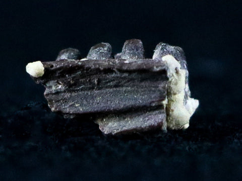 0.3" Captorhinus Aguti Jaw Section Teeth Fossil Permian Age Reptile Oklahoma COA - Fossil Age Minerals