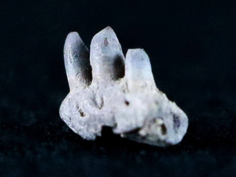 0.2" Captorhinus Aguti Jaw Section Teeth Fossil Permian Age Reptile Oklahoma COA - Fossil Age Minerals