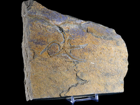 3" Brittlestar Ophiura Sp Starfish Fossil Ordovician Age Morocco COA & Stand - Fossil Age Minerals