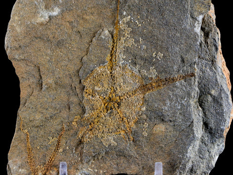 2.5" Brittlestar Ophiura Sp Starfish Fossil Ordovician Age Morocco COA & Stand - Fossil Age Minerals