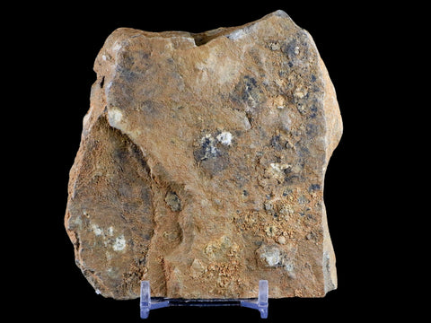 2.5" Brittlestar Ophiura Sp Starfish Fossil Ordovician Age Morocco COA & Stand - Fossil Age Minerals