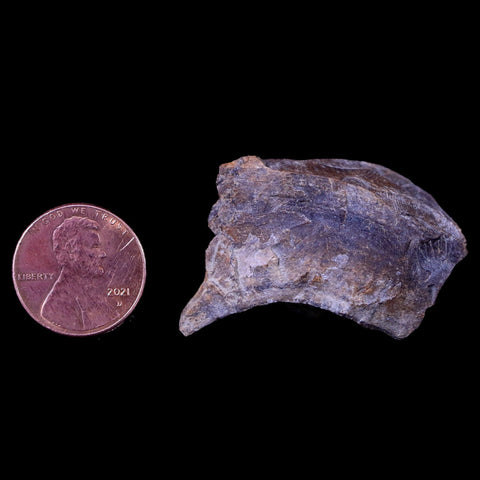 1.4" Gryposaurus Fossil Bone Growth Rings Duck-Billed Dinosaur Judith River MT COA - Fossil Age Minerals