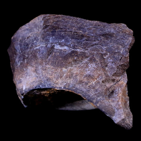 1.4" Gryposaurus Fossil Bone Growth Rings Duck-Billed Dinosaur Judith River MT COA - Fossil Age Minerals