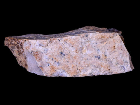 1.6" Gryposaurus Fossil Bone Specimen Duck-Billed Dinosaur Judith River MT COA - Fossil Age Minerals