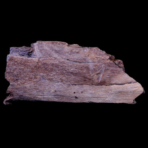 2.2" Gryposaurus Fossil Rib Bone Duck-Billed Dinosaur Judith River Montana COA - Fossil Age Minerals