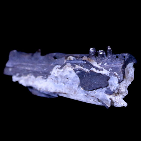 0.7" Captorhinus Aguti Jaw Section Teeth Fossil Permian Age Reptile OK COA Display - Fossil Age Minerals