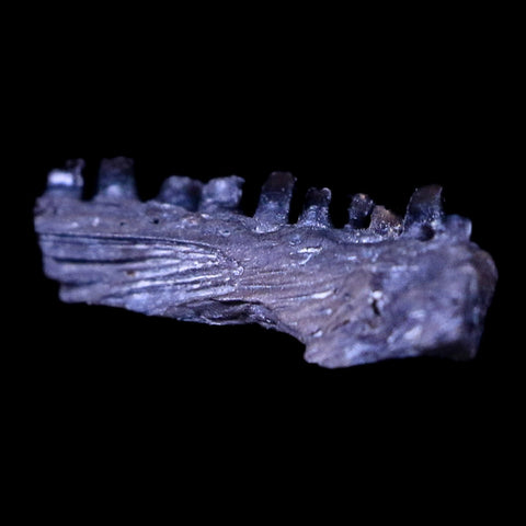 0.5" Captorhinus Aguti Jaw Section Teeth Fossil Permian Age Reptile OK COA Display - Fossil Age Minerals