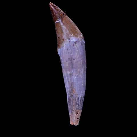 2.3" Basilosaurus Tooth 40-34 Mil Yrs Old Late Eocene COA & Stand - Fossil Age Minerals