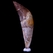 2.5" Basilosaurus Tooth 40-34 Mil Yrs Old Late Eocene COA & Stand