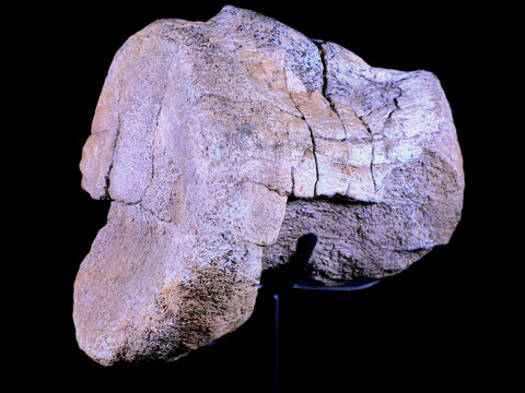 5.5" Camarasaurus Dinosaur Fossil Vertebrae Bone Morrison FM CO Jurassic COA Stand - Fossil Age Minerals