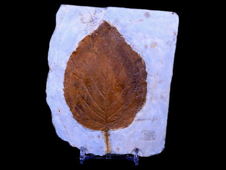 3.8" Beringiaphyllum Cupaniodes Fossil Plant Leaf Paleocene Age Glendive MT Stand