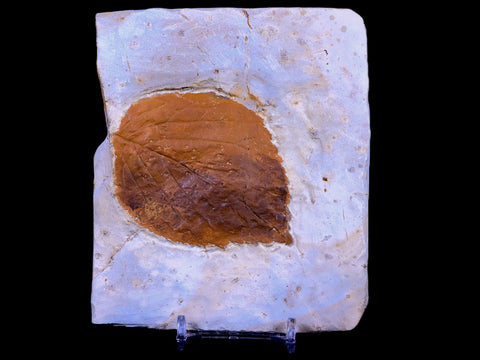 3" Beringiaphyllum Cupaniodes Fossil Plant Leaf Paleocene Age Glendive MT Stand - Fossil Age Minerals