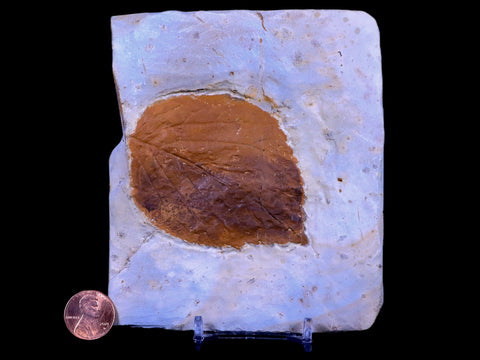 3" Beringiaphyllum Cupaniodes Fossil Plant Leaf Paleocene Age Glendive MT Stand - Fossil Age Minerals
