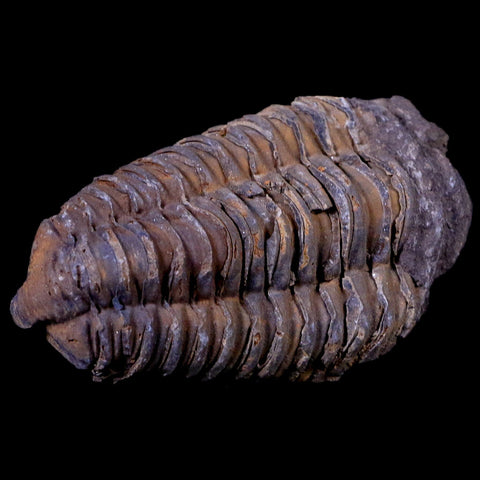 2.5" Flexicalymene Trilobite Fossil Ordovician Age Tazzarine Region Morocco COA - Fossil Age Minerals