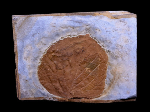 2.4" Davidia Antiqua Fossil Plant Leaf Paleocene Age Fort Union FM Glendive MT - Fossil Age Minerals