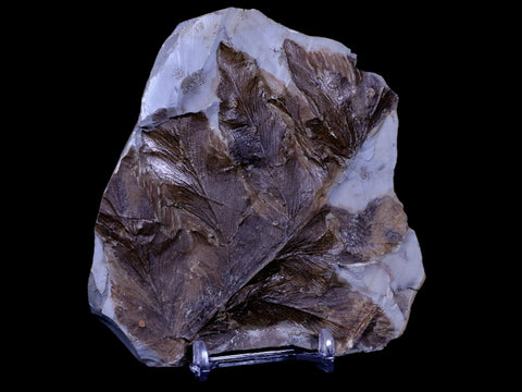 4.6" Dryopteris Serrata Fossil Plant Leaf Paleocene Age Fort Union FM Glendive MT - Fossil Age Minerals