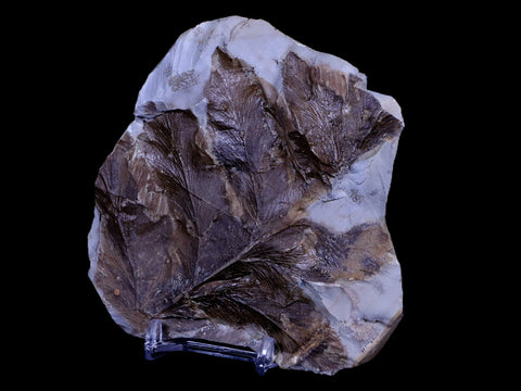 4.6" Dryopteris Serrata Fossil Plant Leaf Paleocene Age Fort Union FM Glendive MT - Fossil Age Minerals