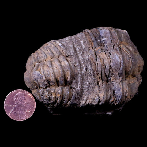 2.6" Flexicalymene Trilobite Fossil Ordovician Age Tazzarine Region Morocco COA - Fossil Age Minerals