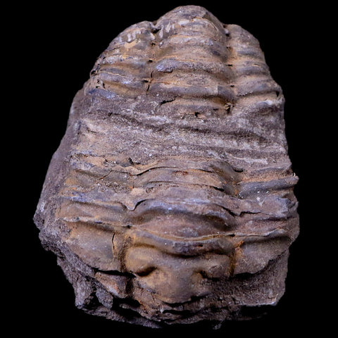 2.6" Flexicalymene Trilobite Fossil Ordovician Age Tazzarine Region Morocco COA - Fossil Age Minerals