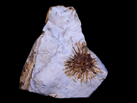 1.1" Sparganium Antiguum Fossil Plant Leaf Paleocene Age Fort Union FM Glendive MT - Fossil Age Minerals