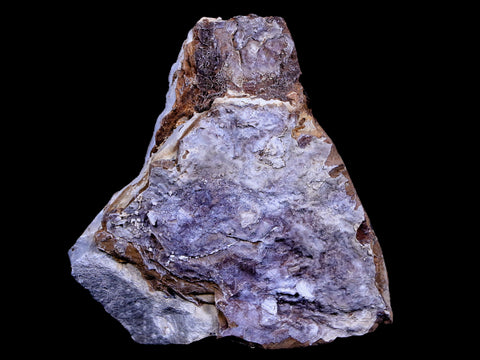 1.1" Sparganium Antiguum Fossil Plant Leaf Paleocene Age Fort Union FM Glendive MT - Fossil Age Minerals
