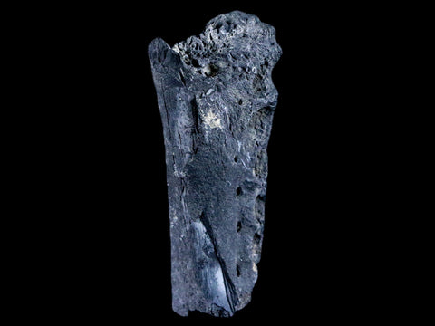 2.8" Crocodile Fossil Jaw Bone Lance Creek FM Wyoming Cretaceous Dinosaur Age - Fossil Age Minerals