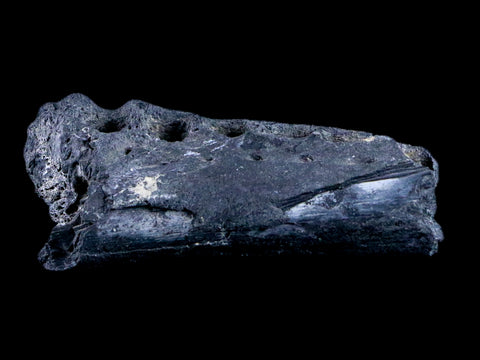 2.8" Crocodile Fossil Jaw Bone Lance Creek FM Wyoming Cretaceous Dinosaur Age - Fossil Age Minerals