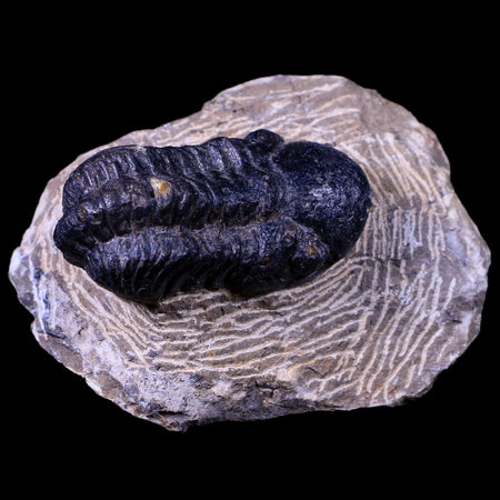 2.1" Reedops Cephalotes Trilobite Fossil Morocco Devonian Age 400 Mil Yrs Old COA