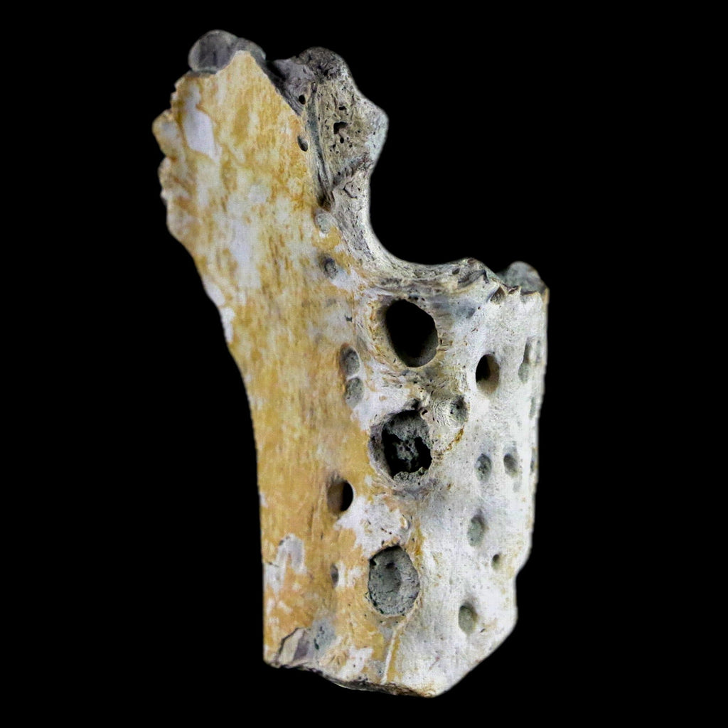 3.9 Crocodile Fossil Pelvic Bone Lance Creek FM Wyoming Cretaceous  Dinosaur Age