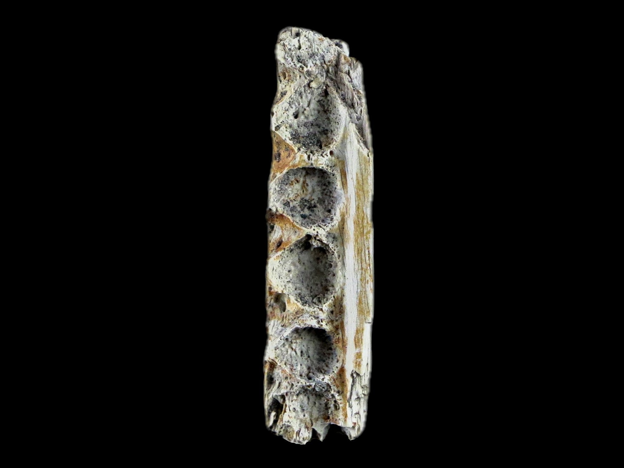 3.9 Crocodile Fossil Pelvic Bone Lance Creek FM Wyoming Cretaceous  Dinosaur Age