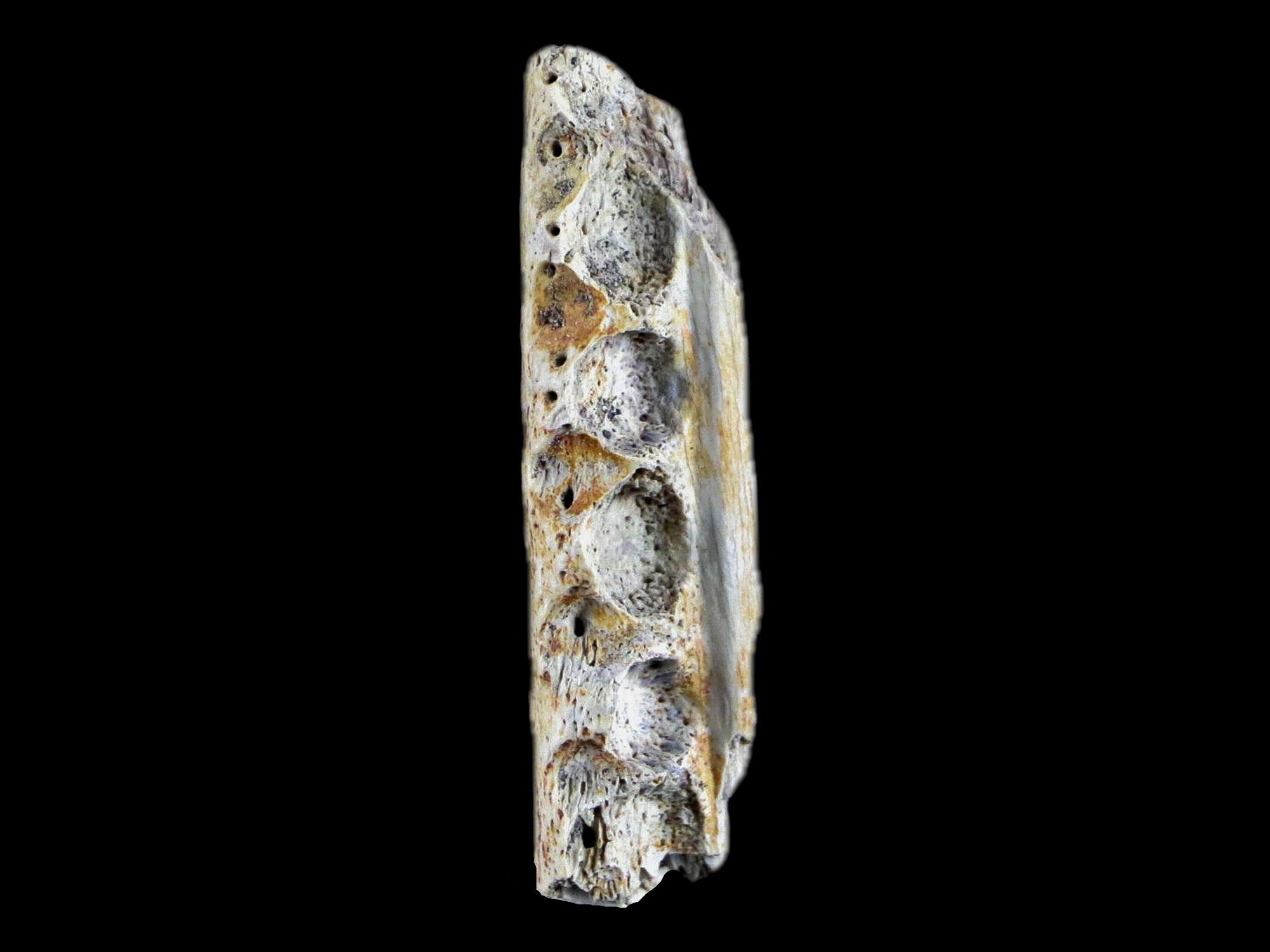 3.9 Crocodile Fossil Pelvic Bone Lance Creek FM Wyoming Cretaceous  Dinosaur Age