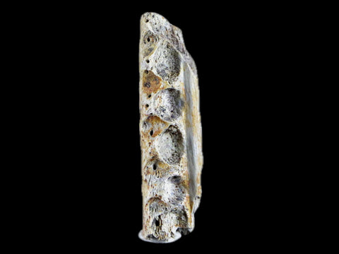 1.6" Crocodile Fossil Jaw Bone Lance Creek FM Wyoming Cretaceous Dinosaur Age - Fossil Age Minerals