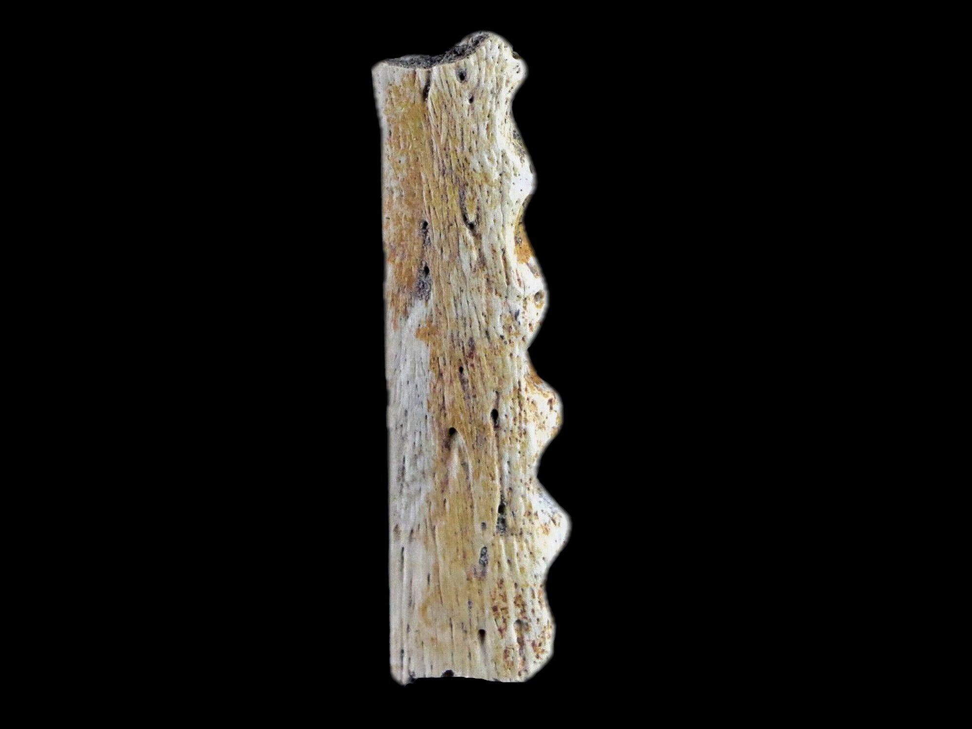 3.9 Crocodile Fossil Pelvic Bone Lance Creek FM Wyoming Cretaceous  Dinosaur Age