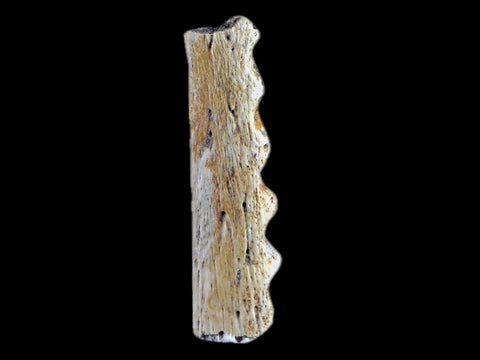 1.6" Crocodile Fossil Jaw Bone Lance Creek FM Wyoming Cretaceous Dinosaur Age - Fossil Age Minerals