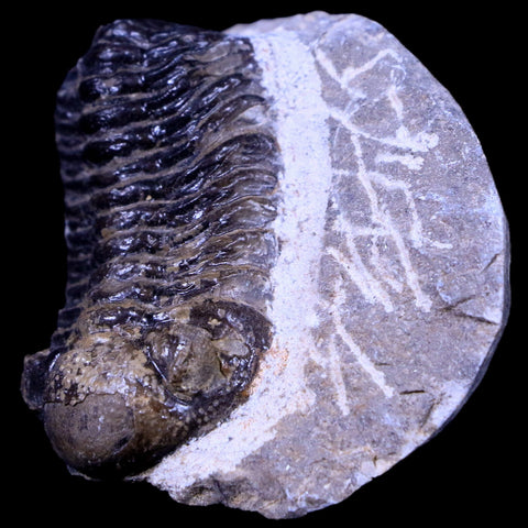 1.8" Phacops Boeckops Stelcki Trilobite Fossil Devonian Age Arthropod Morocco COA - Fossil Age Minerals