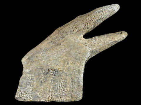 3" Fossil Turtle Shell Ribs Attached Lance Creek Formation WY Cretaceous Age - Fossil Age Minerals