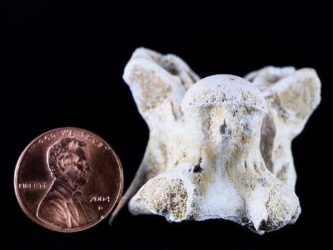 1.3" Palaeophis Magrebianus Sea Snake Vertebra Bone Upper Paleocene Morocco - Fossil Age Minerals