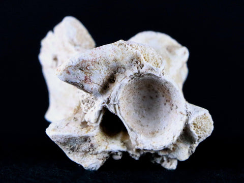 1.3" Palaeophis Magrebianus Sea Snake Vertebra Bone Upper Paleocene Morocco - Fossil Age Minerals