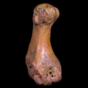 2.4" Extinct Cave Bear Ursus Spelaeus Hand Paw Bone Pleistocene Age Romania COA