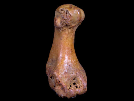 2.4" Extinct Cave Bear Ursus Spelaeus Hand Paw Bone Pleistocene Age Romania COA