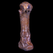 2.9" Extinct Cave Bear Ursus Spelaeus Hand Paw Bone Pleistocene Age Romania COA