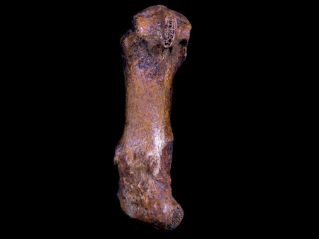 2.9" Extinct Cave Bear Ursus Spelaeus Hand Paw Bone Pleistocene Age Romania COA