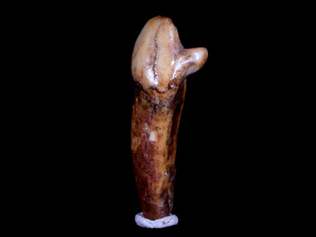 1.6" Extinct Cave Bear Ursus Spelaeus Incisor Tooth Rooted Pleistocene Age COA, Stand