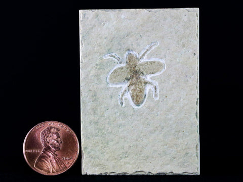 0.8" Rare Winged Flying Insect Fossil Upper Jurassic Age Solnhofen FM Germany - Fossil Age Minerals