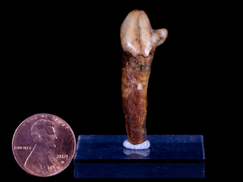 1.6" Extinct Cave Bear Ursus Spelaeus Incisor Tooth Rooted Pleistocene Age COA, Stand - Fossil Age Minerals