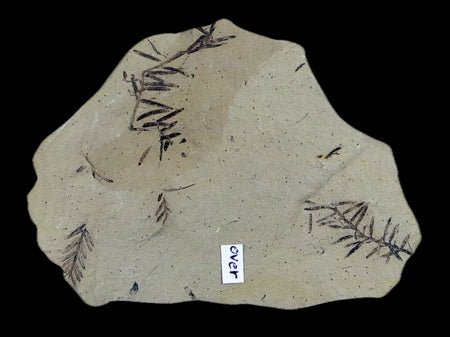 3.9" Detailed Fossil Plant Leafs Metasequoia Dawn Redwood Oligocene Age MT COA