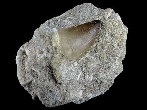 1.7" Mosasaur Prognathodon Fossil Tooth In Matrix Cretaceous Dinosaur Era COA - Fossil Age Minerals